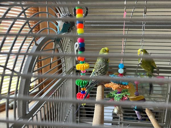 [Thumb - Birds+Cage3.jpg]