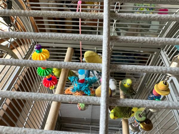 [Thumb - Birds+Cage4.jpg]